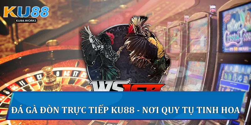 Đá gà đòn trực tiếp Ku88 - Nơi quy tụ tinh hoa