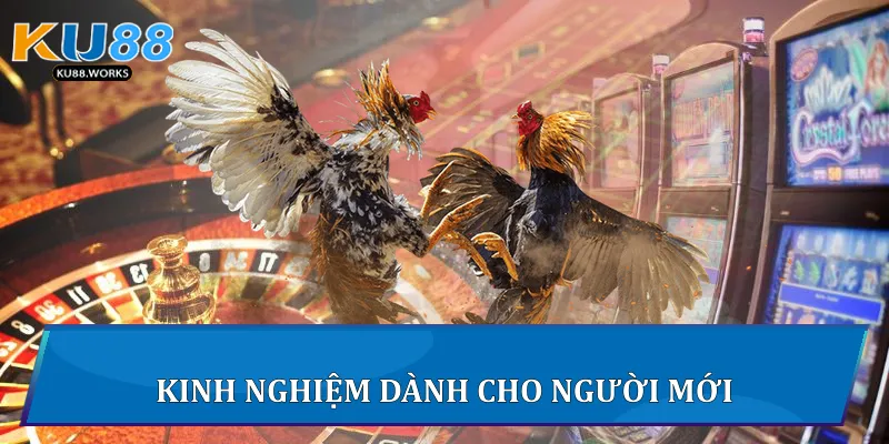 Kinh nghiệm dành cho người mới