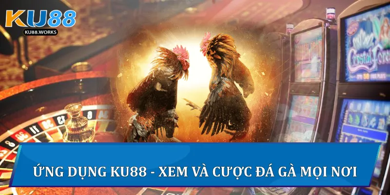 Ứng dụng Ku88 - Xem và cược đá gà mọi nơi